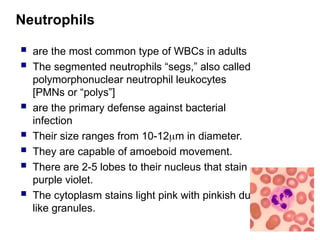 Neutrophils
 are the most common type of WBCs in adults
 The segmented neutrophils “segs,” also called
polymorphonuclear neutrophil leukocytes
[PMNs or “polys”]
 are the primary defense against bacterial
infection
 Their size ranges from 10-12m in diameter.
 They are capable of amoeboid movement.
 There are 2-5 lobes to their nucleus that stain
purple violet.
 The cytoplasm stains light pink with pinkish dust
like granules.
 