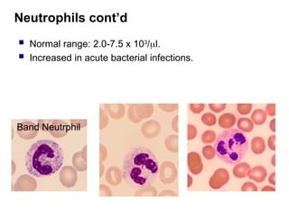 Neutrophils cont’d
 Normal range: 2.0-7.5 x 103
/l.
 Increased in acute bacterial infections.
Band Neutrphil
 