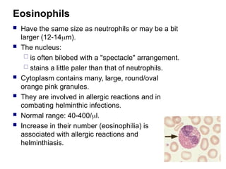 Eosinophils
 Have the same size as neutrophils or may be a bit
larger (12-14m).
 The nucleus:
 is often bilobed with a "spectacle" arrangement.
 stains a little paler than that of neutrophils.
 Cytoplasm contains many, large, round/oval
orange pink granules.
 They are involved in allergic reactions and in
combating helminthic infections.
 Normal range: 40-400/l.
 Increase in their number (eosinophilia) is
associated with allergic reactions and
helminthiasis.
 