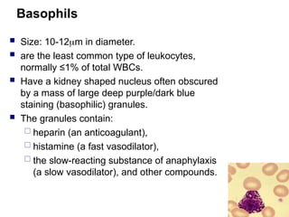 Basophils
 Size: 10-12m in diameter.
 are the least common type of leukocytes,
normally ≤1% of total WBCs.
 Have a kidney shaped nucleus often obscured
by a mass of large deep purple/dark blue
staining (basophilic) granules.
 The granules contain:
 heparin (an anticoagulant),
 histamine (a fast vasodilator),
 the slow-reacting substance of anaphylaxis
(a slow vasodilator), and other compounds.
 