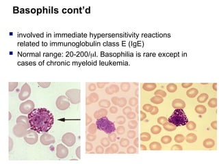 Basophils cont’d
 involved in immediate hypersensitivity reactions
related to immunoglobulin class E (IgE)
 Normal range: 20-200/l. Basophilia is rare except in
cases of chronic myeloid leukemia.
 