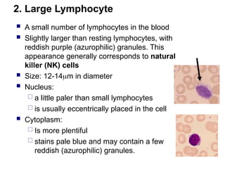 2. Large Lymphocyte
 A small number of lymphocytes in the blood
 Slightly larger than resting lymphocytes, with
reddish purple (azurophilic) granules. This
appearance generally corresponds to natural
killer (NK) cells
 Size: 12-14m in diameter
 Nucleus:
 a little paler than small lymphocytes
 is usually eccentrically placed in the cell
 Cytoplasm:
 Is more plentiful
 stains pale blue and may contain a few
reddish (azurophilic) granules.
 