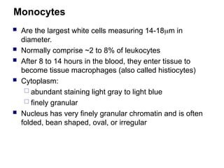 Monocytes
 Are the largest white cells measuring 14-18m in
diameter.
 Normally comprise ~2 to 8% of leukocytes
 After 8 to 14 hours in the blood, they enter tissue to
become tissue macrophages (also called histiocytes)
 Cytoplasm:
 abundant staining light gray to light blue
 finely granular
 Nucleus has very finely granular chromatin and is often
folded, bean shaped, oval, or irregular
 