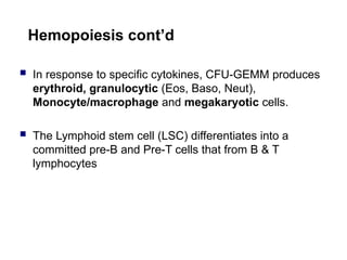 Hemopoiesis cont’d
 In response to specific cytokines, CFU-GEMM produces
erythroid, granulocytic (Eos, Baso, Neut),
Monocyte/macrophage and megakaryotic cells.
 The Lymphoid stem cell (LSC) differentiates into a
committed pre-B and Pre-T cells that from B & T
lymphocytes
 