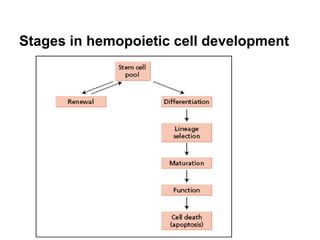 Stages in hemopoietic cell development
 
