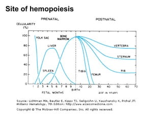 Site of hemopoiesis
 