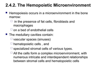2.4.2. The Hemopoietic Microenvironment
 Hemopoiesis occurs in a microenvironment in the bone
marrow:
 in the presence of fat cells, fibroblasts and
macrophages
 on a bed of endothelial cells
 The medullary cavities contain:
 vascular spaces (sinuses)
 hematopoietic cells , and
 specialized stromal cells of various types.
 All the cells form a complex microenvironment, with
numerous intricate and interdependent relationships
between stromal cells and hematopoietic cells
 