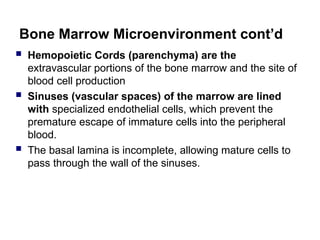 Bone Marrow Microenvironment cont’d
 Hemopoietic Cords (parenchyma) are the
extravascular portions of the bone marrow and the site of
blood cell production
 Sinuses (vascular spaces) of the marrow are lined
with specialized endothelial cells, which prevent the
premature escape of immature cells into the peripheral
blood.
 The basal lamina is incomplete, allowing mature cells to
pass through the wall of the sinuses.
 
