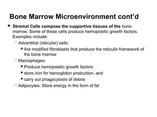Bone Marrow Microenvironment cont’d
 Stromal Cells compose the supportive tissues of the bone
marrow. Some of these cells produce hemopoietic growth factors.
Examples include:
 Adventitial (reticular) cells:
 Are modified fibroblasts that produce the reticulin framework of
the bone marrow
 Macrophages:
 Produce hemopoietic growth factors
 store iron for hemoglobin production, and
 carry out phagocytosis of debris
 Adipocytes: Store energy in the form of fat
 