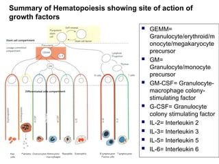 Summary of Hematopoiesis showing site of action of
growth factors
 GEMM=
Granulocyte/erythroid/m
onocyte/megakaryocyte
precursor
 GM=
Granulocyte/monocyte
precursor
 GM-CSF= Granulocyte-
macrophage colony-
stimulating factor
 G-CSF= Granulocyte
colony stimulating factor
 IL-2= Interleukin 2
 IL-3= Interleukin 3
 IL-5= Interleukin 5
 IL-6= Interleukin 6
 