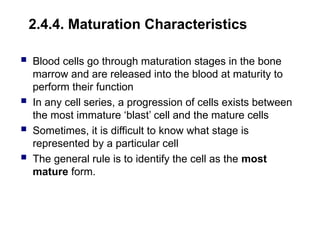 2.4.4. Maturation Characteristics
 Blood cells go through maturation stages in the bone
marrow and are released into the blood at maturity to
perform their function
 In any cell series, a progression of cells exists between
the most immature ‘blast’ cell and the mature cells
 Sometimes, it is difficult to know what stage is
represented by a particular cell
 The general rule is to identify the cell as the most
mature form.
 