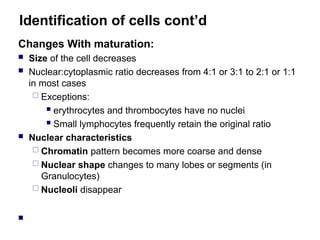 Identification of cells cont’d
Changes With maturation:
 Size of the cell decreases
 Nuclear:cytoplasmic ratio decreases from 4:1 or 3:1 to 2:1 or 1:1
in most cases
 Exceptions:
 erythrocytes and thrombocytes have no nuclei
 Small lymphocytes frequently retain the original ratio
 Nuclear characteristics
 Chromatin pattern becomes more coarse and dense
 Nuclear shape changes to many lobes or segments (in
Granulocytes)
 Nucleoli disappear

 