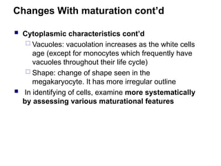 Changes With maturation cont’d
 Cytoplasmic characteristics cont’d
 Vacuoles: vacuolation increases as the white cells
age (except for monocytes which frequently have
vacuoles throughout their life cycle)
 Shape: change of shape seen in the
megakaryocyte. It has more irregular outline
 In identifying of cells, examine more systematically
by assessing various maturational features
 