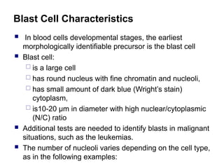 Blast Cell Characteristics
 In blood cells developmental stages, the earliest
morphologically identifiable precursor is the blast cell
 Blast cell:
 is a large cell
 has round nucleus with fine chromatin and nucleoli,
 has small amount of dark blue (Wright’s stain)
cytoplasm,
 is10-20 μm in diameter with high nuclear/cytoplasmic
(N/C) ratio
 Additional tests are needed to identify blasts in malignant
situations, such as the leukemias.
 The number of nucleoli varies depending on the cell type,
as in the following examples:
 