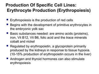 Production Of Specific Cell Lines:
Erythrocyte Production (Erythropoiesis)
 Erythropoiesis is the production of red cells
 Begins with the development of primitive erythrocytes in
the embryonic yolk sac
 Basic substances needed: are amino acids (proteins),
iron, Vit B12, Vit B6, folic acid and the trace minerals
cobalt and nickel
 Regulated by erythropoietin, a glycoprotein primarily
produced by the kidneys in response to tissue hypoxia.
(10-15% production of erythropoietin occurs in the liver)
 Androgen and thyroid hormones can also stimulate
erythropoiesis
 