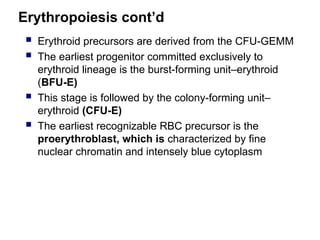Erythropoiesis cont’d
 Erythroid precursors are derived from the CFU-GEMM
 The earliest progenitor committed exclusively to
erythroid lineage is the burst-forming unit–erythroid
(BFU-E)
 This stage is followed by the colony-forming unit–
erythroid (CFU-E)
 The earliest recognizable RBC precursor is the
proerythroblast, which is characterized by fine
nuclear chromatin and intensely blue cytoplasm
 