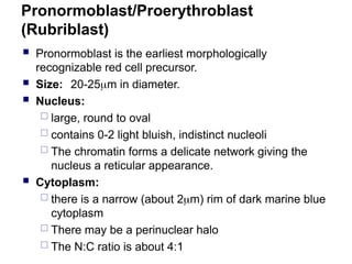 Pronormoblast/Proerythroblast
(Rubriblast)
 Pronormoblast is the earliest morphologically
recognizable red cell precursor.
 Size: 20-25m in diameter.
 Nucleus:
 large, round to oval
 contains 0-2 light bluish, indistinct nucleoli
 The chromatin forms a delicate network giving the
nucleus a reticular appearance.
 Cytoplasm:
 there is a narrow (about 2m) rim of dark marine blue
cytoplasm
 There may be a perinuclear halo
 The N:C ratio is about 4:1
 