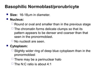 Basophilic Normoblast/prorubricyte
 Size: 16-18m in diameter.
 Nucleus:
 Round or oval and smaller than in the previous stage
 The chromatin forms delicate clumps so that its
pattern appears to be denser and coarser than that
seen in the pronormoblast.
 No nucleoli are seen.
 Cytoplasm:
 Slightly wider ring of deep blue cytoplasm than in the
pronormoblast
 There may be a perinuclear halo
 The N:C ratio is about 4:1
 
