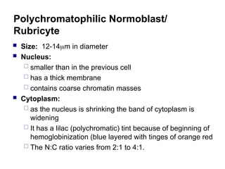 Polychromatophilic Normoblast/
Rubricyte
 Size: 12-14m in diameter
 Nucleus:
 smaller than in the previous cell
 has a thick membrane
 contains coarse chromatin masses
 Cytoplasm:
 as the nucleus is shrinking the band of cytoplasm is
widening
 It has a lilac (polychromatic) tint because of beginning of
hemoglobinization (blue layered with tinges of orange red
 The N:C ratio varies from 2:1 to 4:1.
 