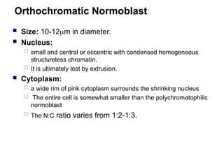 Orthochromatic Normoblast
 Size: 10-12m in diameter.
 Nucleus:
 small and central or eccentric with condensed homogeneous
structureless chromatin.
 It is ultimately lost by extrusion.
 Cytoplasm:
 a wide rim of pink cytoplasm surrounds the shrinking nucleus
 The entire cell is somewhat smaller than the polychromatophilic
normoblast
 The N:C ratio varies from 1:2-1:3.
 