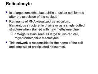 Reticulocyte
 Is a large somewhat basophilic anuclear cell formed
after the expulsion of the nucleus
 Remnants of RNA visualized as reticulum,
filamentous structure, in chains or as a single dotted
structure when stained with new methylene blue
 In Wright’s stain seen as large bluish-red cell,
Polychromatophilic macrocytes
 This network is responsible for the name of the cell
and consists of precipitated ribosomes.
 