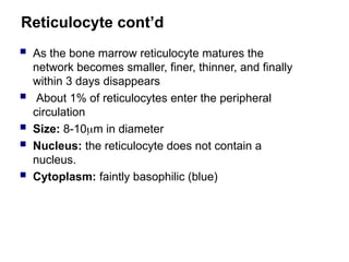 Reticulocyte cont’d
 As the bone marrow reticulocyte matures the
network becomes smaller, finer, thinner, and finally
within 3 days disappears
 About 1% of reticulocytes enter the peripheral
circulation
 Size: 8-10m in diameter
 Nucleus: the reticulocyte does not contain a
nucleus.
 Cytoplasm: faintly basophilic (blue)
 