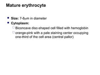 Mature erythrocyte
 Size: 7-8m in diameter
 Cytoplasm:
 Biconcave disc-shaped cell filled with hemoglobin
 orange-pink with a pale staining center occupying
one-third of the cell area (central pallor)
 