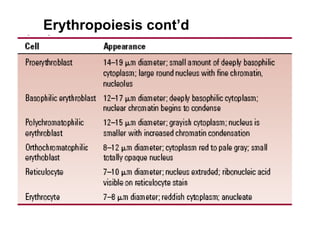 Erythropoiesis cont’d
 