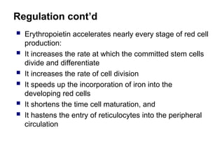 Regulation cont’d
 Erythropoietin accelerates nearly every stage of red cell
production:
 It increases the rate at which the committed stem cells
divide and differentiate
 It increases the rate of cell division
 It speeds up the incorporation of iron into the
developing red cells
 It shortens the time cell maturation, and
 It hastens the entry of reticulocytes into the peripheral
circulation
 
