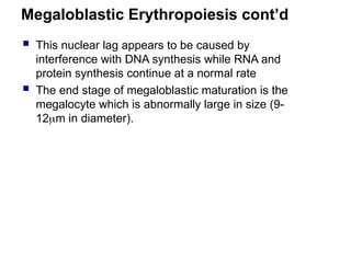Megaloblastic Erythropoiesis cont’d
 This nuclear lag appears to be caused by
interference with DNA synthesis while RNA and
protein synthesis continue at a normal rate
 The end stage of megaloblastic maturation is the
megalocyte which is abnormally large in size (9-
12m in diameter).
 