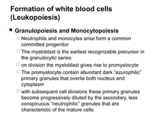 Formation of white blood cells
(Leukopoiesis)
 Granulopoiesis and Monocytopoiesis
 Neutrophils and monocytes arise form a common
committed progenitor
 The myeloblast is the earliest recognizable precursor in
the granulocytic series
 on division the myeloblast gives rise to promyelocyte
 The promyelocyte contain abundant dark “azurophilic”
primary granules that overlie both nucleus and
cytoplasm
 with subsequent cell divisions these primary granules
become progressively diluted by the secondary, less
conspicuous “neutrophilic” granules that are
characteristic of the mature cells.
 