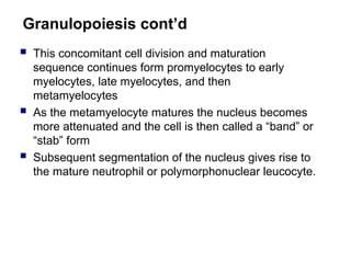 Granulopoiesis cont’d
 This concomitant cell division and maturation
sequence continues form promyelocytes to early
myelocytes, late myelocytes, and then
metamyelocytes
 As the metamyelocyte matures the nucleus becomes
more attenuated and the cell is then called a “band” or
“stab” form
 Subsequent segmentation of the nucleus gives rise to
the mature neutrophil or polymorphonuclear leucocyte.
 