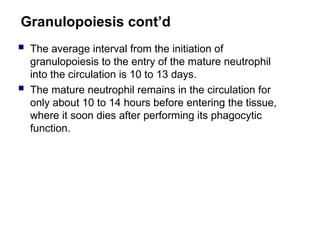 Granulopoiesis cont’d
 The average interval from the initiation of
granulopoiesis to the entry of the mature neutrophil
into the circulation is 10 to 13 days.
 The mature neutrophil remains in the circulation for
only about 10 to 14 hours before entering the tissue,
where it soon dies after performing its phagocytic
function.
 