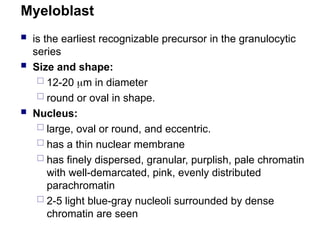 Myeloblast
 is the earliest recognizable precursor in the granulocytic
series
 Size and shape:
 12-20 m in diameter
 round or oval in shape.
 Nucleus:
 large, oval or round, and eccentric.
 has a thin nuclear membrane
 has finely dispersed, granular, purplish, pale chromatin
with well-demarcated, pink, evenly distributed
parachromatin
 2-5 light blue-gray nucleoli surrounded by dense
chromatin are seen
 