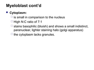 Myeloblast cont’d
 Cytoplasm:
 is small in comparison to the nucleus
 High N:C ratio of 7:1
 stains basophilic (bluish) and shows a small indistinct,
paranuclear, lighter staining halo (golgi apparatus)
 the cytoplasm lacks granules.
 