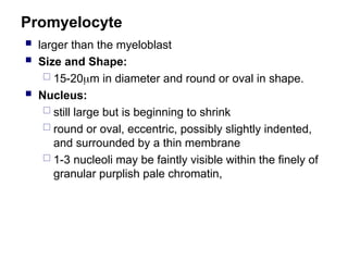 Promyelocyte
 larger than the myeloblast
 Size and Shape:
 15-20m in diameter and round or oval in shape.
 Nucleus:
 still large but is beginning to shrink
 round or oval, eccentric, possibly slightly indented,
and surrounded by a thin membrane
 1-3 nucleoli may be faintly visible within the finely of
granular purplish pale chromatin,
 