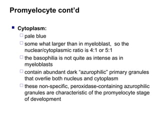 Promyelocyte cont’d
 Cytoplasm:
 pale blue
 some what larger than in myeloblast, so the
nuclear/cytoplasmic ratio is 4:1 or 5:1
 the basophilia is not quite as intense as in
myeloblasts
 contain abundant dark “azurophilic” primary granules
that overlie both nucleus and cytoplasm
 these non-specific, peroxidase-containing azurophilic
granules are characteristic of the promyelocyte stage
of development
 