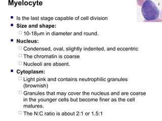 Myelocyte
 Is the last stage capable of cell division
 Size and shape:
 10-18m in diameter and round.
 Nucleus:
 Condensed, oval, slightly indented, and eccentric
 The chromatin is coarse
 Nucleoli are absent.
 Cytoplasm:
 Light pink and contains neutrophilic granules
(brownish)
 Granules that may cover the nucleus and are coarse
in the younger cells but become finer as the cell
matures.
 The N:C ratio is about 2:1 or 1.5:1
 