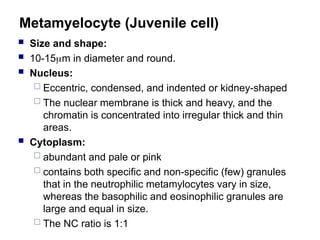 Metamyelocyte (Juvenile cell)
 Size and shape:
 10-15m in diameter and round.
 Nucleus:
 Eccentric, condensed, and indented or kidney-shaped
 The nuclear membrane is thick and heavy, and the
chromatin is concentrated into irregular thick and thin
areas.
 Cytoplasm:
 abundant and pale or pink
 contains both specific and non-specific (few) granules
that in the neutrophilic metamylocytes vary in size,
whereas the basophilic and eosinophilic granules are
large and equal in size.
 The NC ratio is 1:1
 
