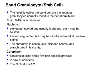 Band Granulocyte (Stab Cell)
 The juvenile cell or the band cell are the youngest
granulocytes normally found in the peripheral blood.
Size: 9-15m in diameter
Nucleus:
 elongated, curved and usually U shaped, but it may be
twisted
 It is not segmented but may be slightly indented at one two
points
 The chromatin is continuous thick and coarse, and
parachromatin is scanty.
Cytoplasm:
 contains specific and a few non-specific granules
 is pink or colorless.
 The N:C ratio is 1:2
 