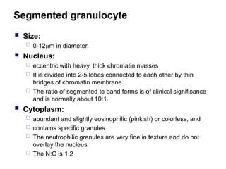 Segmented granulocyte
 Size:
 0-12m in diameter.
 Nucleus:
 eccentric with heavy, thick chromatin masses
 It is divided into 2-5 lobes connected to each other by thin
bridges of chromatin membrane
 The ratio of segmented to band forms is of clinical significance
and is normally about 10:1.
 Cytoplasm:
 abundant and slightly eosinophilic (pinkish) or colorless, and
 contains specific granules
 The neutrophilic granules are very fine in texture and do not
overlay the nucleus
 The N:C is 1:2
 