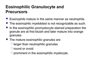 Eosinophilic Granulocyte and
Precursors
 Eosinophils mature in the same manner as neutrophils.
 The eosinophlic myeloblast is not recognizable as such.
 In the eosinophilic promyelocyte stained preparation the
granule are at first bluish and later mature into orange
granules
 The mature eosinophilic granules are
 larger than neutrophilic granules
 round or ovoid
 prominent in the eosinophilic myelocyte.
 