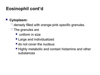 Eosinophil cont’d
 Cytoplasm:
 densely filled with orange-pink specific granules.
 The granules are
 uniform in size
 Large and individualized
 do not cover the nucleus
 Highly metabolic and contain histamine and other
substances
 