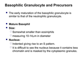 Basophilic Granulocyte and Precursors
 The early maturation of the basophilic granulocyte is
similar to that of the neutrophlic granulocyte.
 Mature Basophil
 Size:
 Somewhat smaller than eosiniphils
 measuring 10-14m in diameter
 Nucleus:
 Indented giving rise to an S pattern.
 It is difficult to see the nucleus because it contains less
chromatin and is masked by the cytoplasmic granules.
 