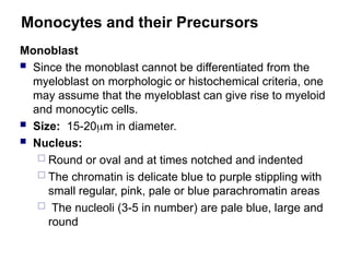 Monocytes and their Precursors
Monoblast
 Since the monoblast cannot be differentiated from the
myeloblast on morphologic or histochemical criteria, one
may assume that the myeloblast can give rise to myeloid
and monocytic cells.
 Size: 15-20m in diameter.
 Nucleus:
 Round or oval and at times notched and indented
 The chromatin is delicate blue to purple stippling with
small regular, pink, pale or blue parachromatin areas
 The nucleoli (3-5 in number) are pale blue, large and
round
 