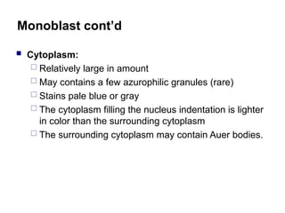 Monoblast cont’d
 Cytoplasm:
 Relatively large in amount
 May contains a few azurophilic granules (rare)
 Stains pale blue or gray
 The cytoplasm filling the nucleus indentation is lighter
in color than the surrounding cytoplasm
 The surrounding cytoplasm may contain Auer bodies.
 