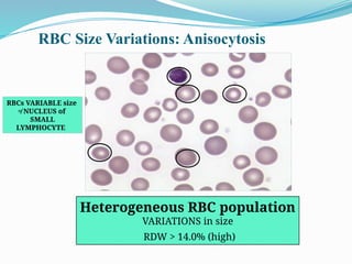 Swallloen Rbc Hema II Chapter 1_RBC morphology study.pptx