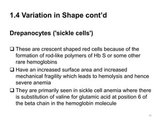 1.4 Variation in Shape cont’d
Drepanocytes ('sickle cells')
 These are crescent shaped red cells because of the
formation of rod-like polymers of Hb S or some other
rare hemoglobins
 Have an increased surface area and increased
mechanical fragility which leads to hemolysis and hence
severe anemia
 They are primarily seen in sickle cell anemia where there
is substitution of valine for glutamic acid at position 6 of
the beta chain in the hemoglobin molecule
19
 