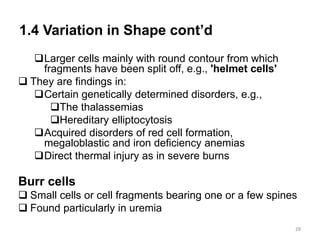 1.4 Variation in Shape cont’d
Larger cells mainly with round contour from which
fragments have been split off, e.g., 'helmet cells'
 They are findings in:
Certain genetically determined disorders, e.g.,
The thalassemias
Hereditary elliptocytosis
Acquired disorders of red cell formation,
megaloblastic and iron deficiency anemias
Direct thermal injury as in severe burns
Burr cells
 Small cells or cell fragments bearing one or a few spines
 Found particularly in uremia
28
 