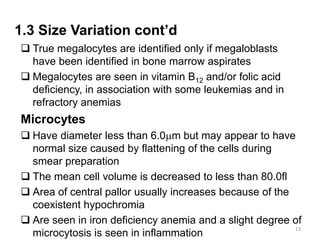 1.3 Size Variation cont’d
 True megalocytes are identified only if megaloblasts
have been identified in bone marrow aspirates
 Megalocytes are seen in vitamin B12 and/or folic acid
deficiency, in association with some leukemias and in
refractory anemias
Microcytes
 Have diameter less than 6.0m but may appear to have
normal size caused by flattening of the cells during
smear preparation
 The mean cell volume is decreased to less than 80.0fl
 Area of central pallor usually increases because of the
coexistent hypochromia
 Are seen in iron deficiency anemia and a slight degree of
microcytosis is seen in inflammation
13
 